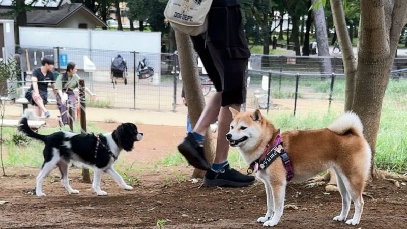 ろかこうしゅんえんドッグラン