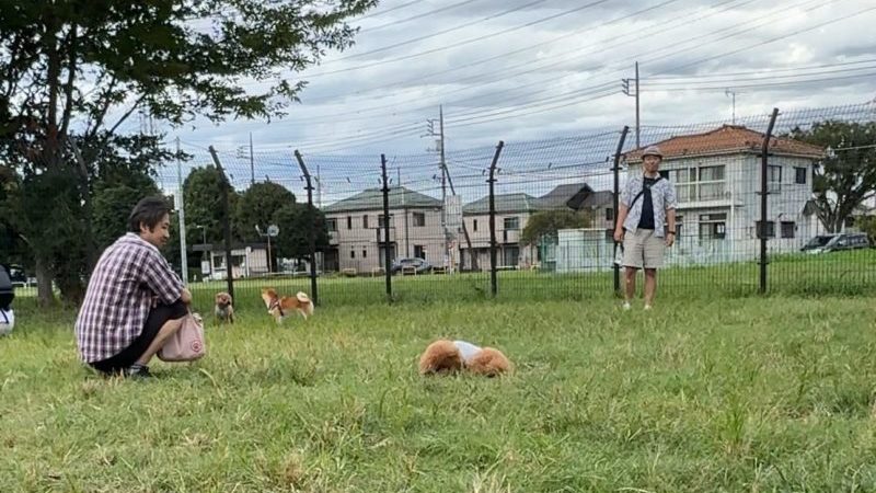 神代植物公園 ドッグラン