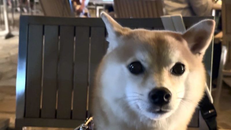 カフェカリフォルニア