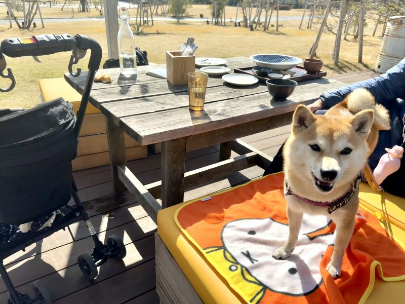 Yumeが椅子に座ってます。川は見えない