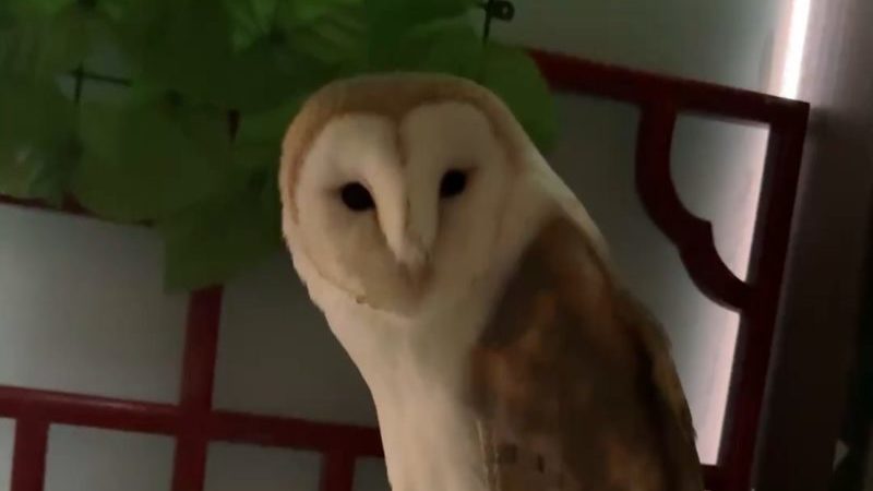 ふくろう横浜中華