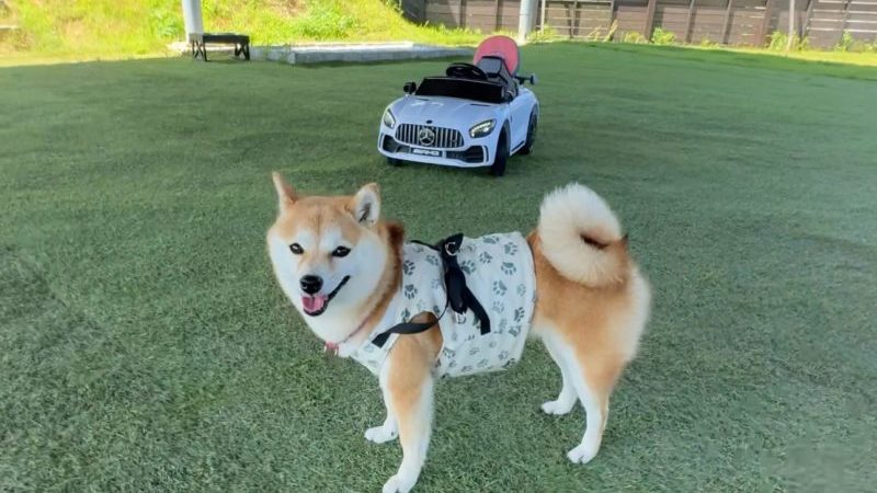 グランデプライベートドッグリゾート常陸ec