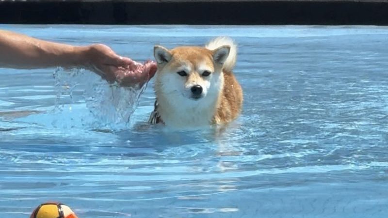 わんダフルネイチャービレッジec