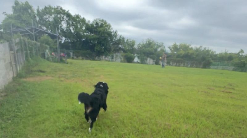 手賀沼ドッグラン