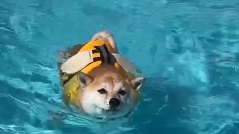 ハイランドドッグヤード