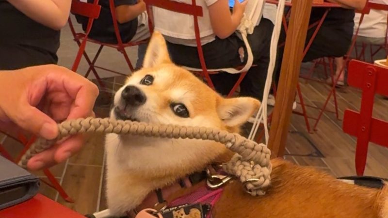 豊洲セイルパークEC