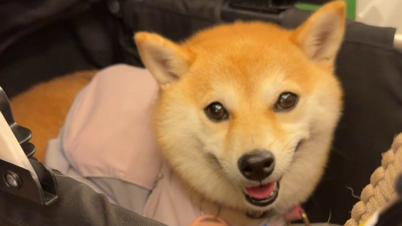 ピッツェリアダボッカ